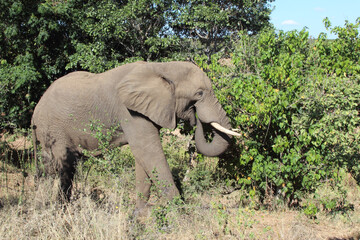 Afrikanischer Elefant / African elephant / Loxodonta africana