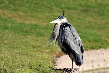 Heron Hairdo
