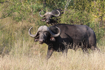 Kaffernbüffel / African buffalo / Syncerus caffer