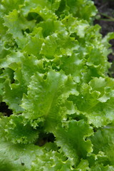 Lettuce, Lactuca sativa, green salad leaves