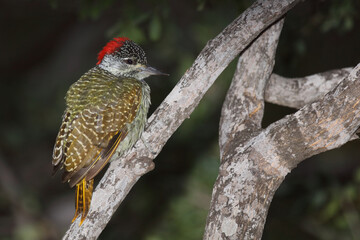 Namaspecht / Bearded woodpecker / Chloropicus namaquus