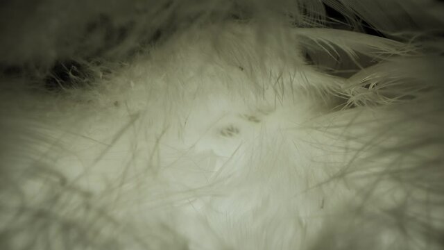 Natural bird feathers and down close-up.