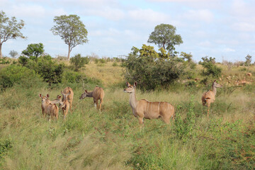 Naklejka premium Großer Kudu / Greater kudu / Tragelaphus strepsiceros..