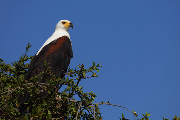 Afrikanischer Schreiseeadler / African fish-eagle / Haliaeetus vocifer.