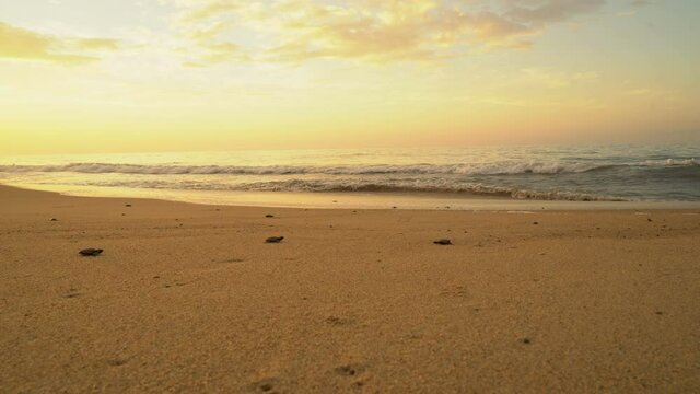 Newborn sea turtles run on the beach to the water of the Pacific Ocean. Extra Long Shot,