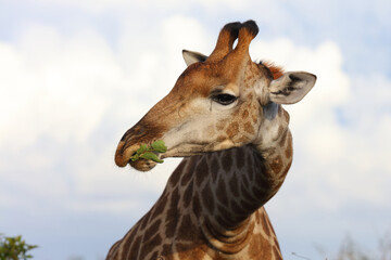 Obraz premium Giraffe / Giraffe / Giraffa camelopardalis