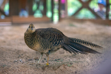 Female golden pheasant