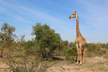 Giraffe / Giraffe / Giraffa camelopardalis