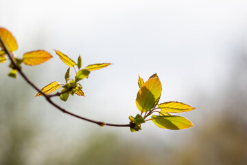 Yellow green young leaves on a branch against the sky