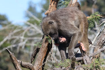 Bärenpavian / Chacma baboon / Papio ursinus.....