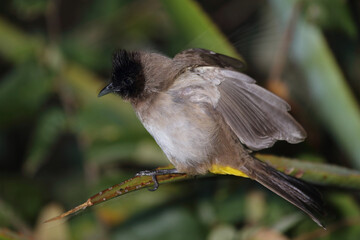Graubülbül / Black-eyed bulbul - Dark-capped bulbul / Pycnonotus barbatus