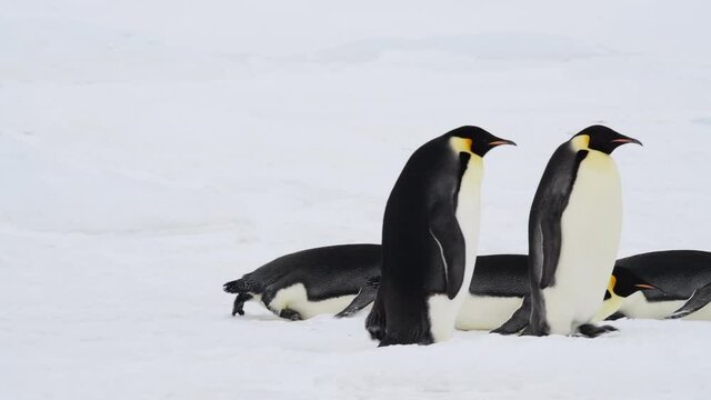 Emperor Penguins on the snow in Antarctica