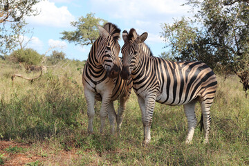 Steppenzebra / Burchell's zebra / Equus burchellii