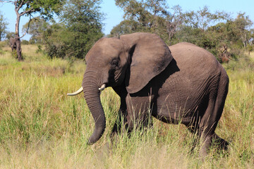 Fototapeta premium Afrikanischer Elefant / African elephant / Loxodonta africana...