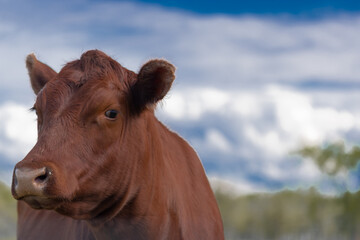 a brown cow-calf bull closeup shot with blurred sky in the background a perfect dairy website picture