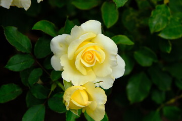 Multiflora Rose. Rosa multiflora is a species of rose known commonly as multiflora rose, baby rose, Japanese rose, many-flowered rose, seven-sisters rose, Eijitsu rose and rambler rose. It is native t