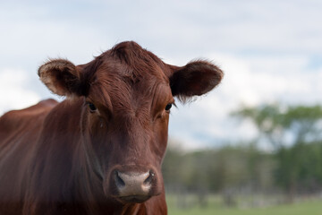 a brown cow-calf bull closeup shot with blurred sky in the background a perfect dairy website picture