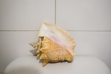 Amazing and beautiful large sea snail shell over a toilet pond in bathroom