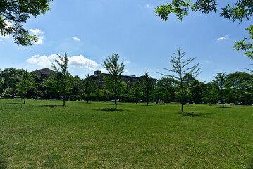 Fototapeta na wymiar A group of trees in a park with a background of houses and cloudy blue sky on a summer day in Jarry Park, Montreal, QC. Hope, happiness, tranquil, care, thankfulness, inspiration, love concepts