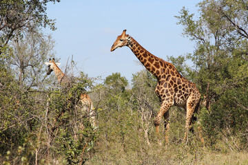 Giraffe / Giraffe / Giraffa camelopardalis