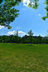 A vertical view of a group of trees in a park with a background of houses and cloudy blue sky on a summer day in Jarry Park, Montreal, QC. Hope, happiness, tranquil, care, love, inspiration concepts