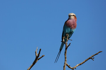 Fototapeta premium Gabelracke / Lilacbreasted roller / Coracias caudata