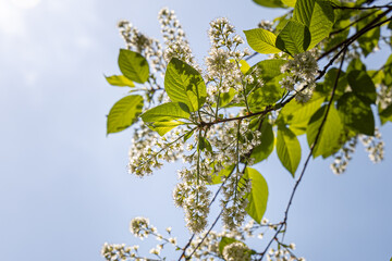 White blooming of wild bird cherry tree with green leaves is in a park in spring