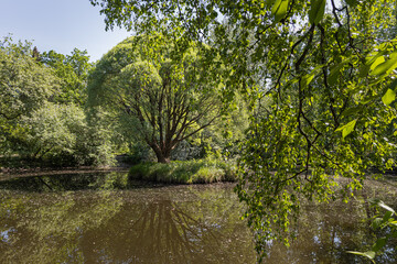 Group of brown willow trees with green fresh leaves are by a pond on a blurred background in a park in summer