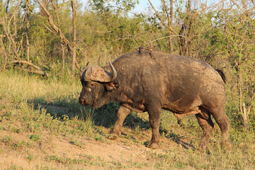 Fototapeta premium Kaffernbüffel und Rotschnabel-Madenhacker / African buffalo and Red-billed oxpecker / Syncerus caffer et Buphagus erythrorhynchus..