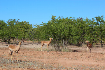 Naklejka premium Schwarzfersenantilope / Impala / Aepyceros melampus