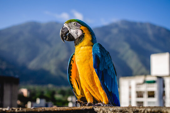 Guacamaya 212