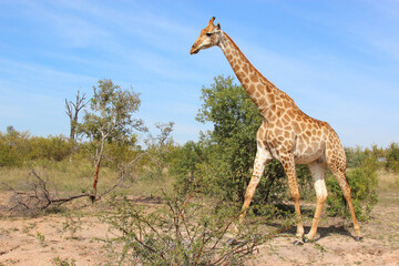 Giraffe / Giraffe / Giraffa camelopardalis