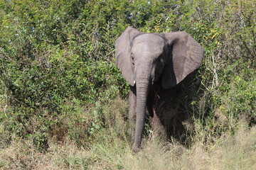 Afrikanischer Elefant / African elephant / Loxodonta africana