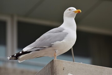 A seagull sitting in front of a window