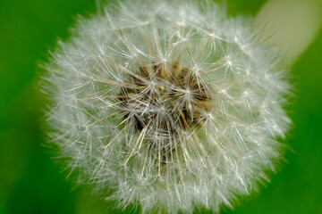 Dandeloin, Taraxacum, is a large genus of flowering plants in the family Asteraceae, which consists of species commonly known as dandelions.
