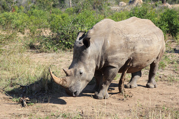 Fototapeta premium Breitmaulnashorn / Square-lipped rhinoceros / Ceratotherium Simum