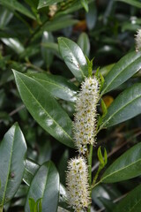 Laurowiśnia wschodnia - kwiat