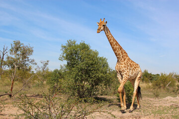 Giraffe / Giraffe / Giraffa camelopardalis