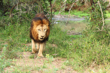 Afrikanischer Löwe / African lion / Panthera Leo.