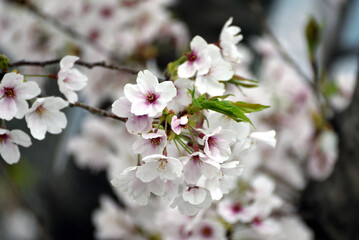 桜