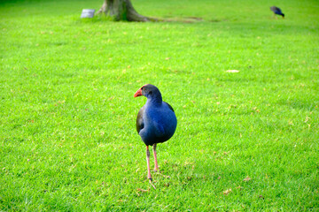 The western swamphen is a swamphen in the rail family Rallidae, one of the six species of purple swamphen. From the French name talève sultane, it is also known as the sultana bird. This chicken-sized