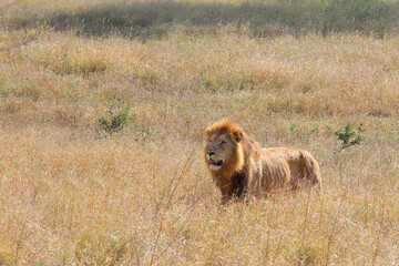 Afrikanischer Löwe / African lion / Panthera leo.