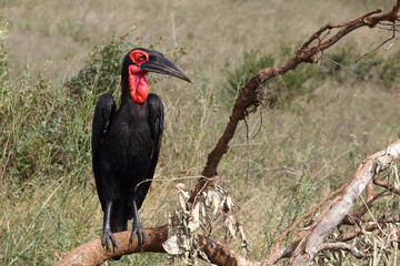 Kaffernhornrabe / Southern ground hornbill / Bucorvus leadbeateri