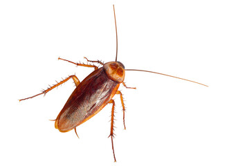 Cockroach isolated on white background, top view.