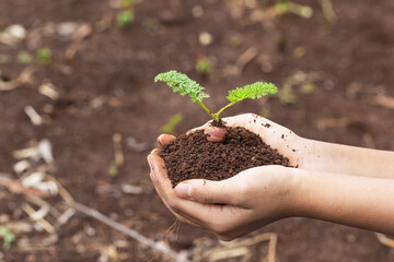 hand holding carrots plant growing on soil. environment Earth Day In the hands of trees growing seedlings.