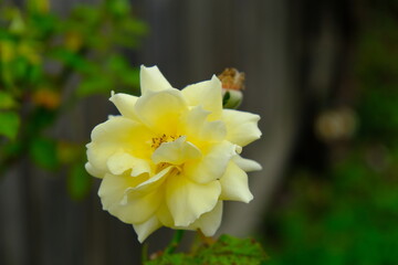 Obraz premium Camellia japonica, known as common camellia, Japanese camellia, or tsubaki in Japanese, is one of the best known species of the genus Camellia. Sometimes called the rose of winter, it belongs to the 