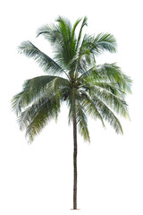 Naklejka na ściany i meble Coconut palm tree isolated on white background, Palm Tree Against White Background.