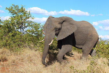 Obraz premium Afrikanischer Elefant / African elephant / Loxodonta africana