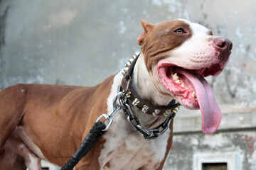 Close up of Red Nose American Pit Bull Terrier dog
