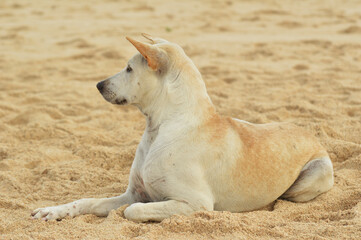 Dog on the beach portrait